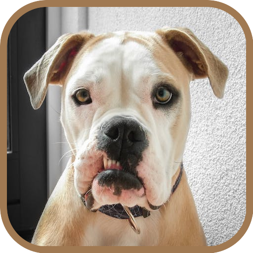 Funny Animals icon