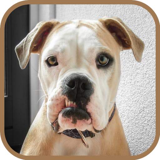 Funny Animals 1.0