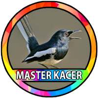 Kicau Burung Kacer icon