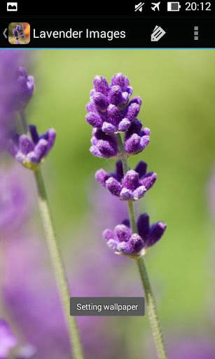 LavenderBG: Lavender Wallpaper screenshot 7