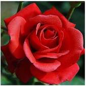 Flower wallpapers HD 1.0