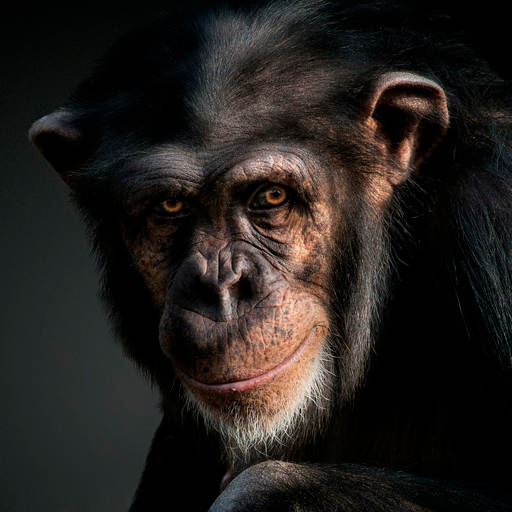 Monkey Wallpapers 1.0.0