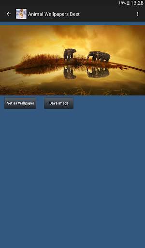 Animal Wallpapers App 🐈🐅🐎 : Animal Background screenshot 13