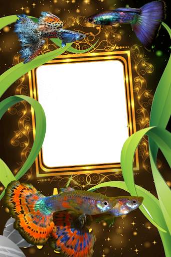 Guppy Fishs Photo Frames screenshot 5
