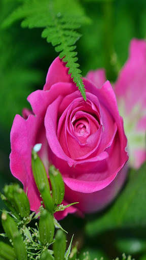 Flowers Live Wallpaper screenshot 4