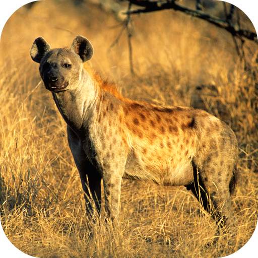 Hyena Sounds 1.0