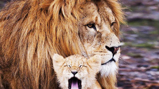 Lion Live Wallpaper (Wallpapers & Backgrounds) screenshot 5