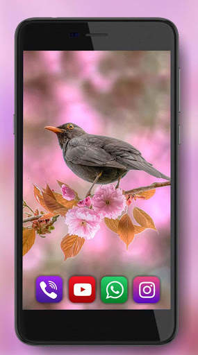 Birds Sounds Live Wallpaper screenshot 1