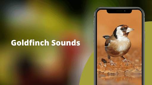 Goldfinch Sounds - Goldfinch bird calls screenshot 2