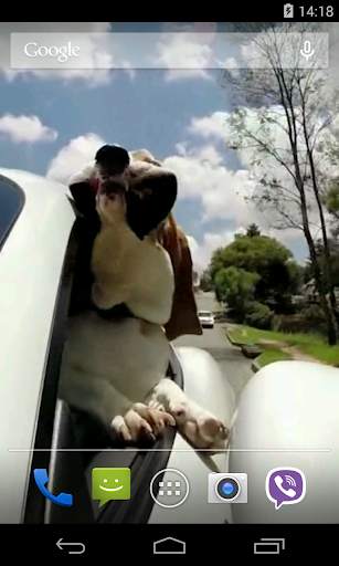 Dog in car Video LWP स्क्रीनशॉट 4
