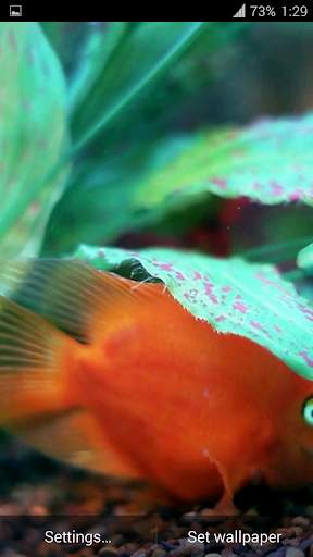 Aquarium 3D. Video Wallpaper screenshot 7
