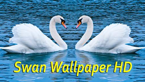 Swan Wallpaper screenshot 1