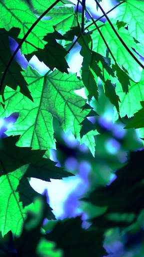 Green Leaf APUS Live Wallpaper screenshot 4