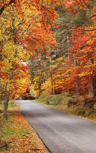 Autumn Wallpapers | hd backgrounds screenshot 4