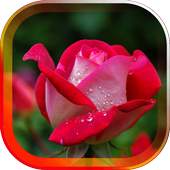 Spring Rose live wallpaper 1.0