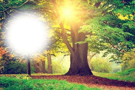 Forest Photo Frame 3 تصوير الشاشة