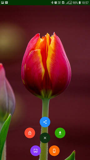 Flower Wallpaper screenshot 2