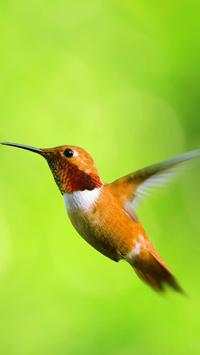Beautiful Birds Wallpapers HD screenshot 1