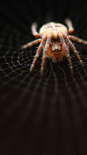 Spider Wallpapers HD & 4k Backgrounds screenshot 3