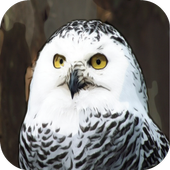 Bird Quiz icon