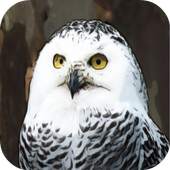 Bird Quiz 1