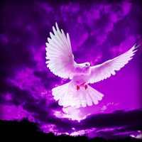 Purple Hd Wallpapers on 9Apps