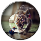 PIP Photo Collage Editor icon