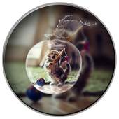 PIP Photo Collage Editor 1.0