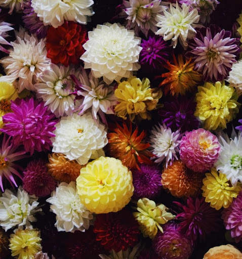 Flowers Garden Wallpaper screenshot 7