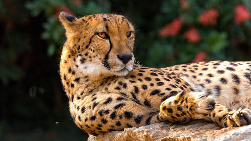 Cheetah Live Wallpaper screenshot 7