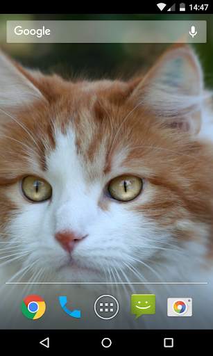 Wallpaper Cat screenshot 3