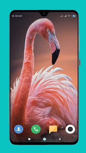 Flamingo wallpaper 4K screenshot 6