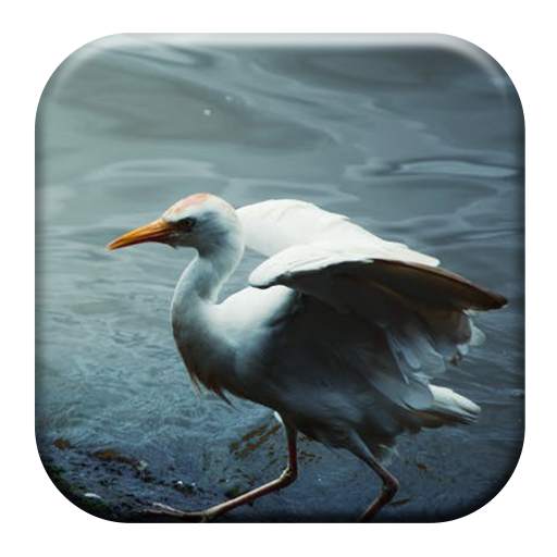 Crane Bird Sounds 1.4