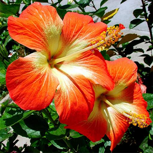 Flowers Live Wallpaper FREE 1.0.2