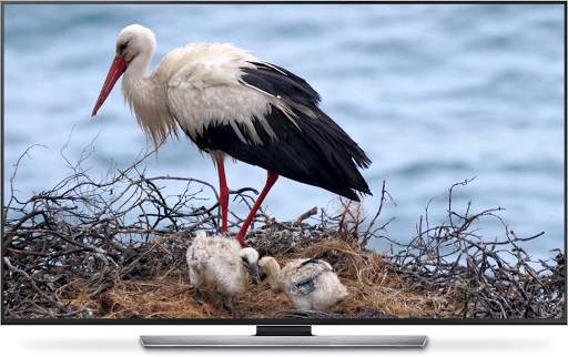 Wild Animals for Chromecast TV screenshot 5