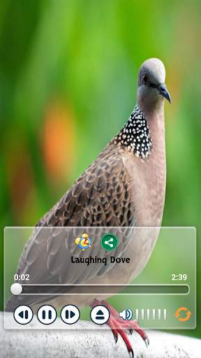 Birds Calls Sounds - Relaxing स्क्रीनशॉट 2