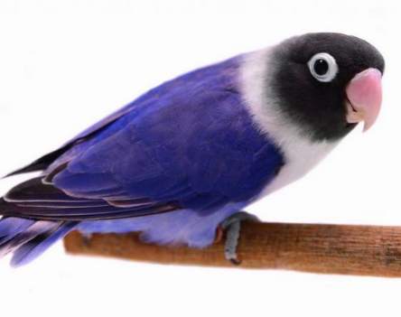 Wallpaper Lord Bird स्क्रीनशॉट 5