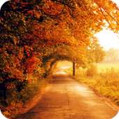 Autumn Live Wallpaper HD on 9Apps