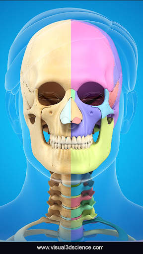 My Skull Anatomy screenshot 1