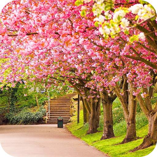 Spring Wallpaper 1.01