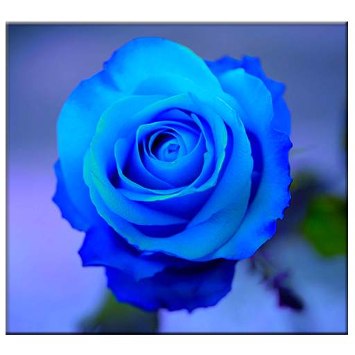 Blue Rose Live Wallpaper 1.0