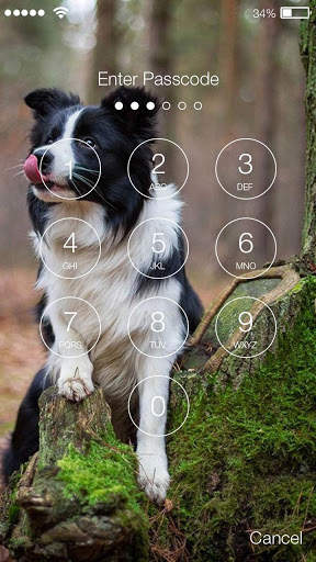 Collie Border Nice Dog Screen Lock screenshot 2
