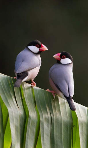 Birds Live Wallpaper : 7fon & LWP स्क्रीनशॉट 3