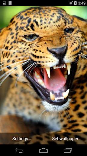 Leopard Live Wallpaper FREE screenshot 2