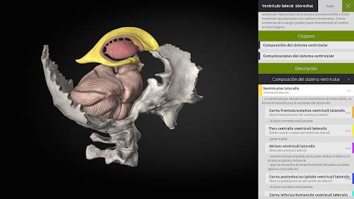 Anatomyka - Anatomía 3D screenshot 16