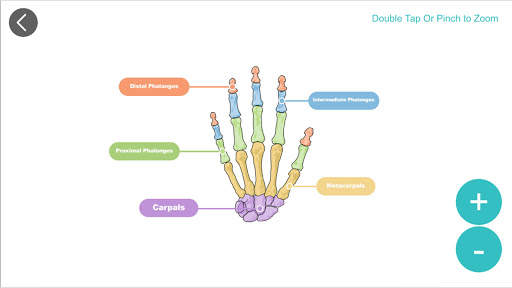 Anatomy 3D screenshot 4