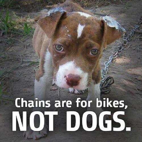Animal Lover Quotes - Dog Lover Status - Cat Love screenshot 9