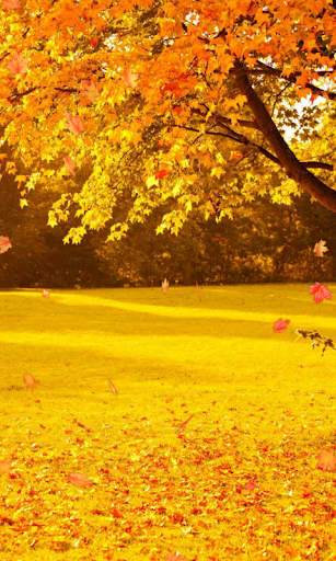 Autumn Wallpaper screenshot 1