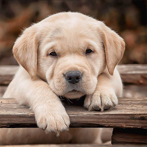 Animals Puzzles Jigsaw Collection أيقونة