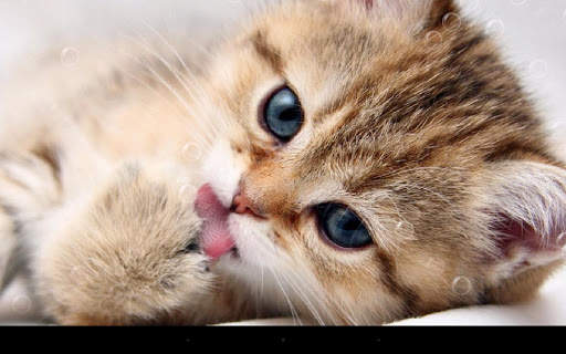 Lazy Cat Live Wallpaper screenshot 6